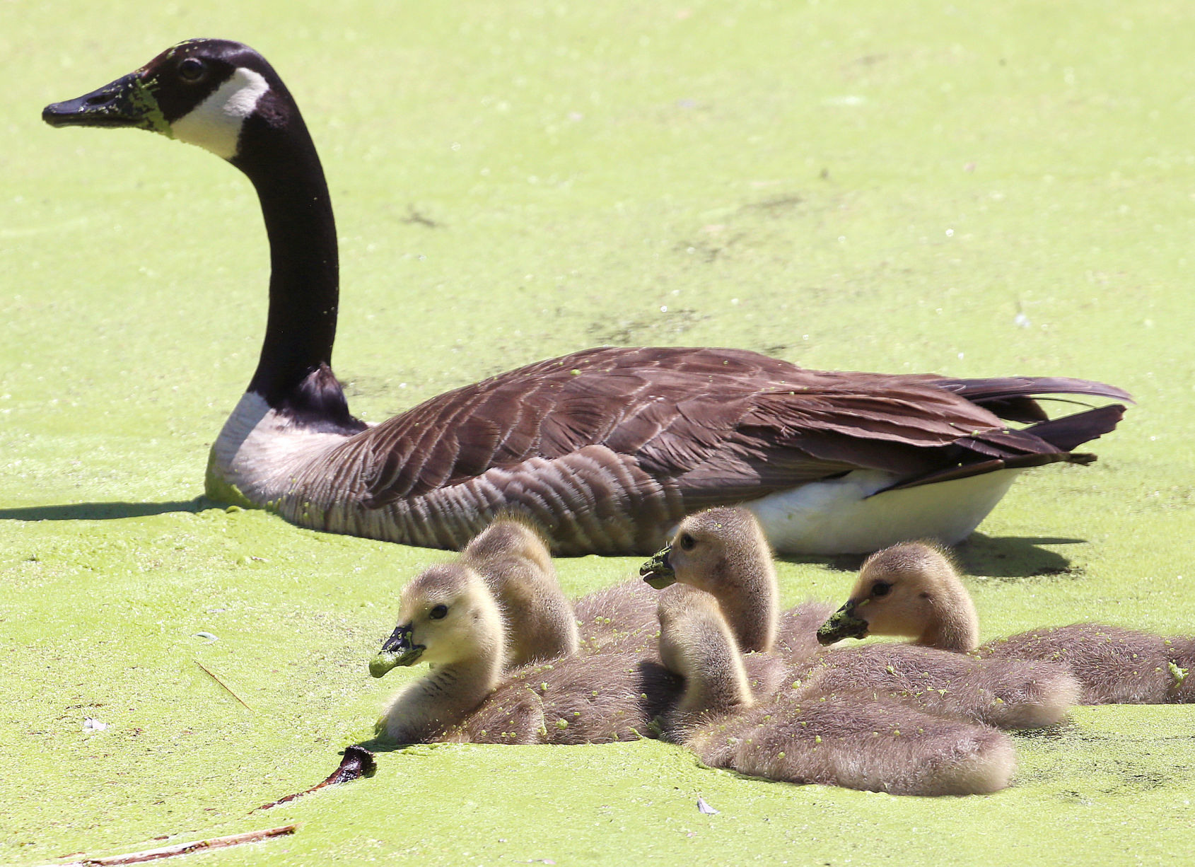 New feathered family